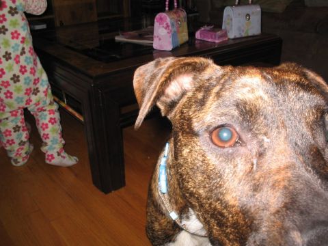 2001 Ford Crown Victoria - A dog's face is prominent in the foreground, with a child's legs and a coffee table visible behind it.