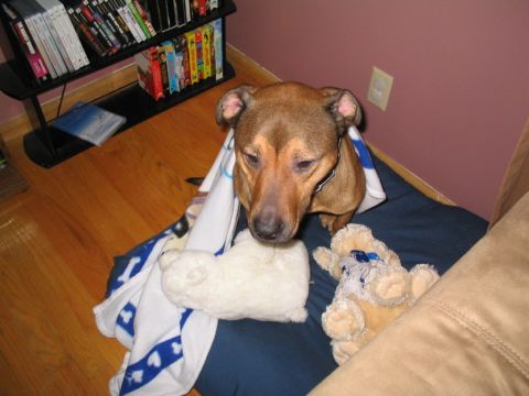 2001 Ford Crown Victoria - Dog looks sad while wrapped in a blanket with toys.