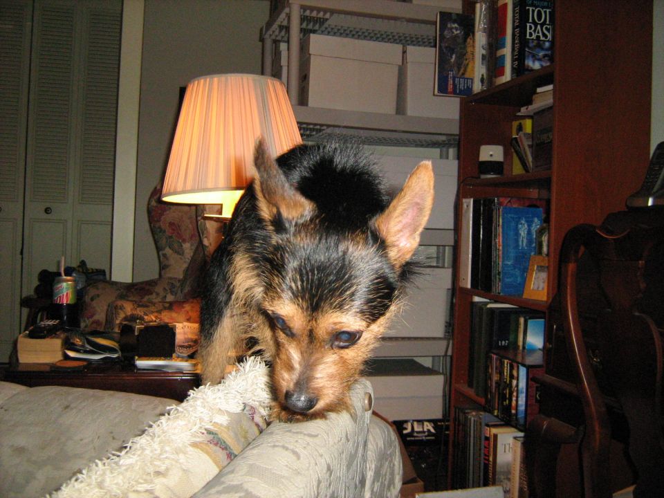 Small black and tan terrier dog resting on a sofa in a living room