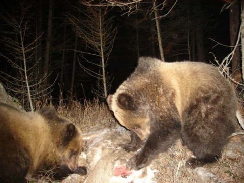 1974 Ford Ranchero - Two bears are seen feeding on a carcass in a wooded area at night.