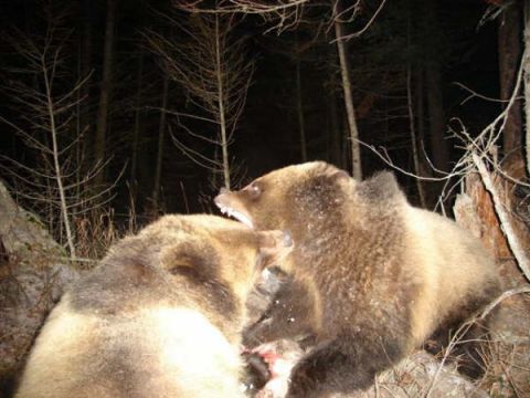 1974 Ford Ranchero - Two bears are seen feeding on a carcass in a dark forest at night.