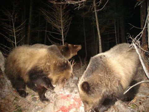 1974 Ford Ranchero - Two bears are seen in a forest at night, with one bear looking to the left and the other facing away from the camera.