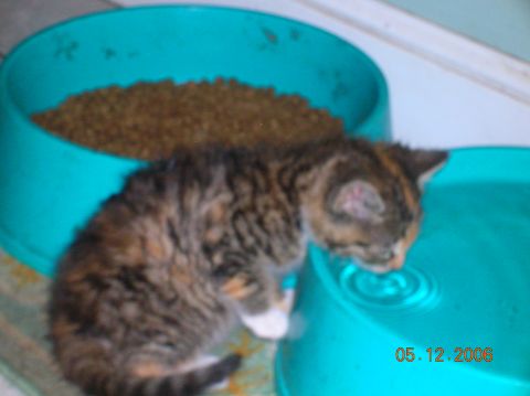 1996 Ford Bronco - A kitten drinks water from a blue bowl, with a date stamp of 05.12.2006 visible.