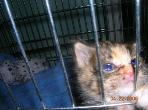 1996 Ford Bronco - A kitten is seen inside a cage with a stuffed animal and a blue blanket.