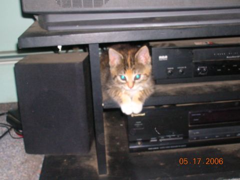 1996 Ford Bronco - A calico kitten sits on a shelf between audio equipment, looking at the camera.