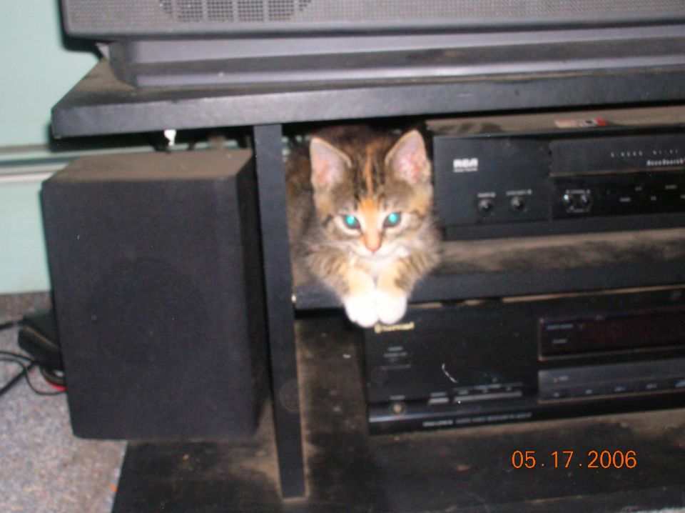 Kitten with blue eyes peeking out from under a shelf with electronics