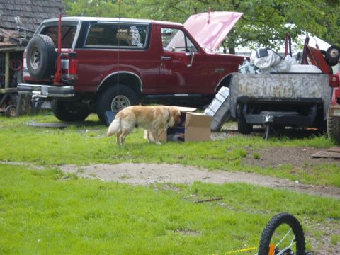 1989 Ford Bronco - A golden retriever investigates a cardboard box next to a red Ford Bronco with its hood open.