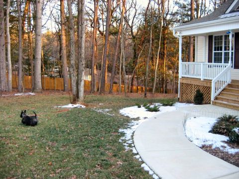 1985 Ford Crown Victoria LTD - A dog explores a yard with a house and trees in the background during a cold day.