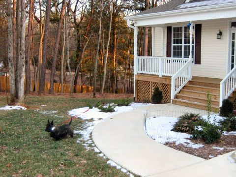 1985 Ford Crown Victoria LTD - A dog on a leash walks in a yard with a house and trees in the background during winter.