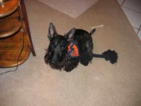 1985 Ford LTD Crown Victoria - A black Scottish Terrier sits on a carpeted floor, wearing a Chicago Bears bandana and next to a rope toy.