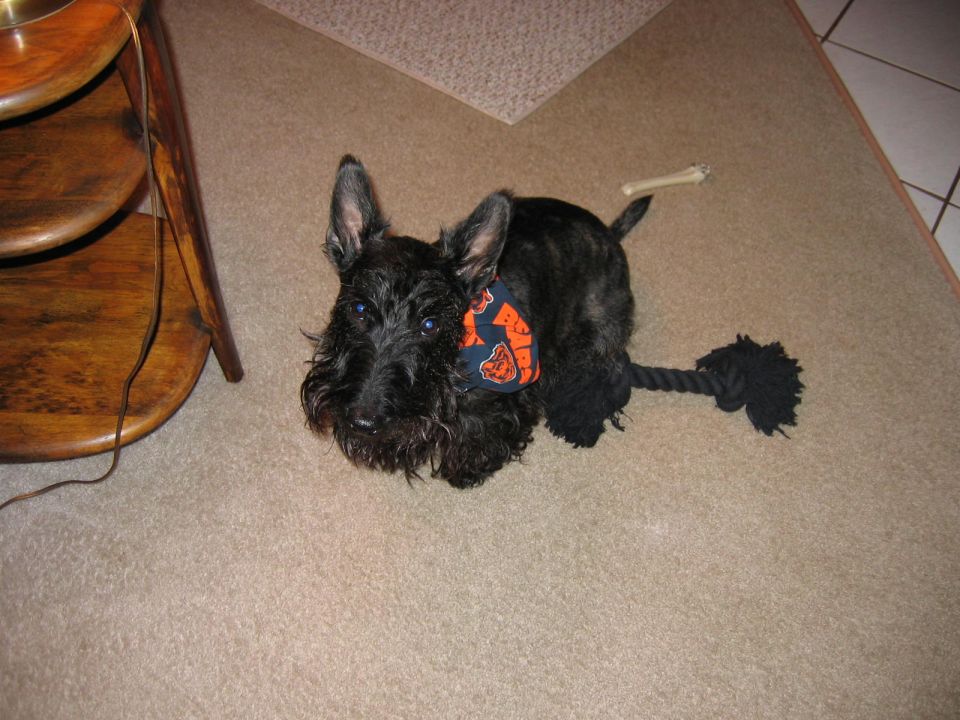 Scottish Terrier with a bandana and rope toy on carpet