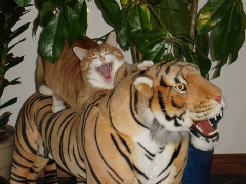 1996 Ford Bronco - An orange cat is captured mid-yawn while perched atop a stuffed tiger, surrounded by lush green foliage.