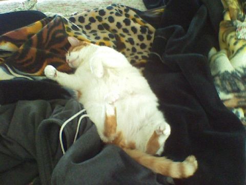 1999 Ford Crown Victoria - A cat naps comfortably on a pile of blankets, showing its belly.