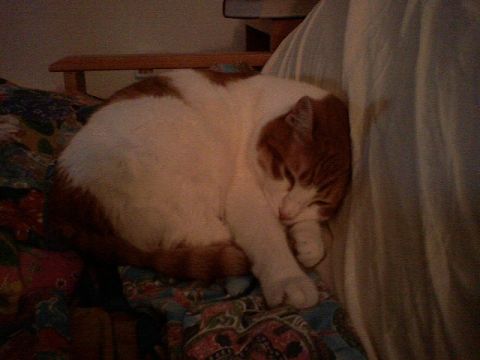 1999 Ford Crown Victoria - A cat sleeps soundly on a blanket, with a wooden chair in the background.
