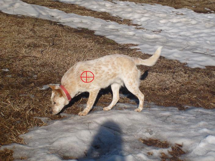 Spotted dog with red collar sniffing ground in snowy grassy field