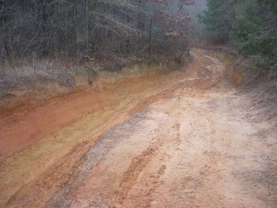 Muddy dirt road winding through a forest with tire tracks visible