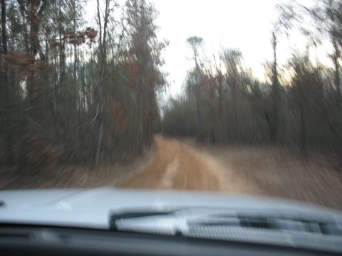1978 Ford Bronco - The view from inside a vehicle driving on a dirt road through a forest.