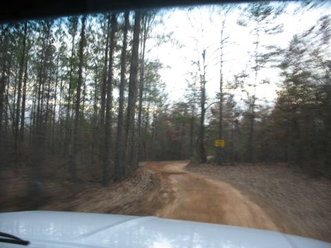 1978 Ford Bronco - View from inside a vehicle driving on a dirt road through a dense forest.