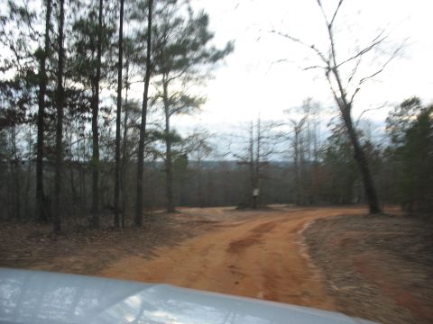 1978 Ford Bronco - A view from inside a vehicle shows a dirt road leading through a forest with sparse foliage.