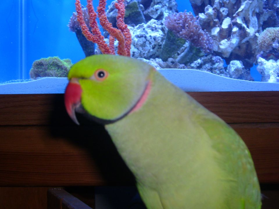 Green parrot with red beak in front of a coral aquarium