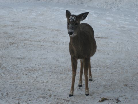 1995 Ford Bronco - A deer stands in the snow, its head turned towards the camera.