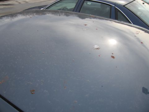 1991 Ford LTD Crown Victoria - Close-up of a car's roof showing damage from bird droppings and rust.