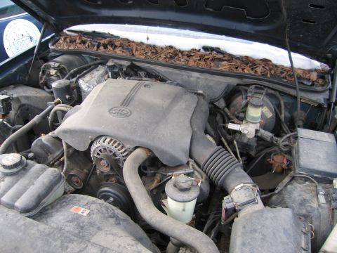 1991 Ford LTD Crown Victoria - The engine bay of a Ford Crown Victoria, likely from the early 2000s, is filled with leaves and some snow.