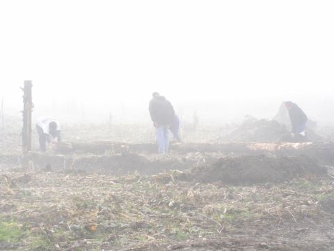 Three people working bent over in a dirt field shrouded in heavy fog