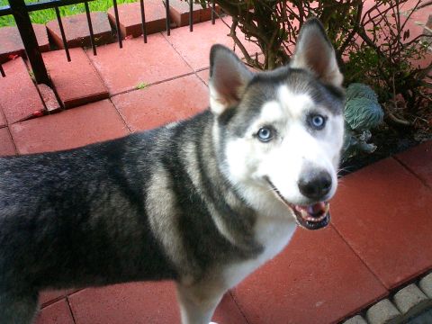 1996 Ford Bronco - Bronco Dogs/Nikko the Siberian