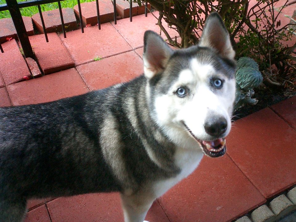 Blue-eyed black and white husky dog standing on red brick patio, looking up at camera