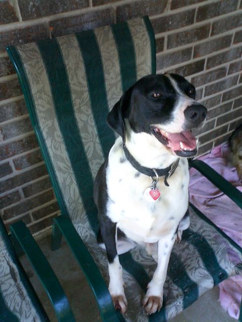 1996 Ford Bronco - Bronco dogs/Jack