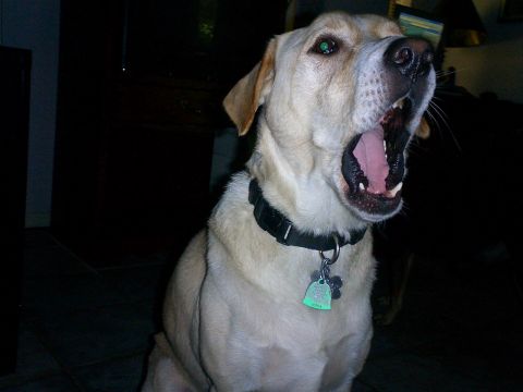 1996 Ford Bronco - Bronco dogs/Cody Speaks