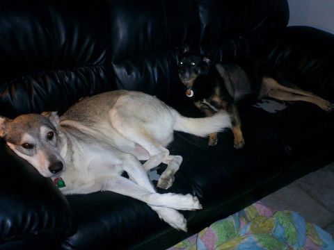 1996 Ford Bronco - Bronco dogs/Hope and Diesel