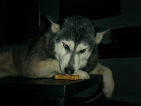 1996 Ford Bronco - Bronco dogs/Nikko guarding a treat
