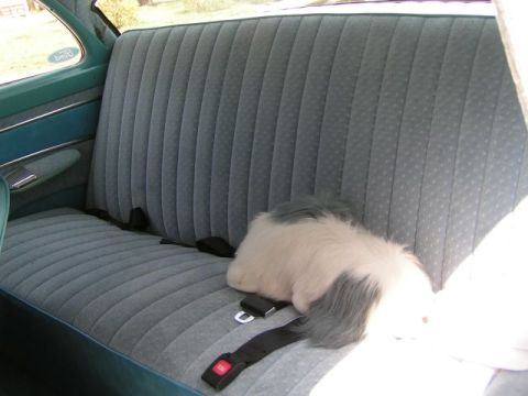 1956 Ford Fairlane - The interior of a 1956 Ford Fairlane shows blue patterned bench seats and a dog toy on the seat.