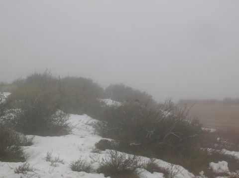 1985 Ford Bronco - A person is partially visible behind bushes in a foggy, snow-dusted landscape.