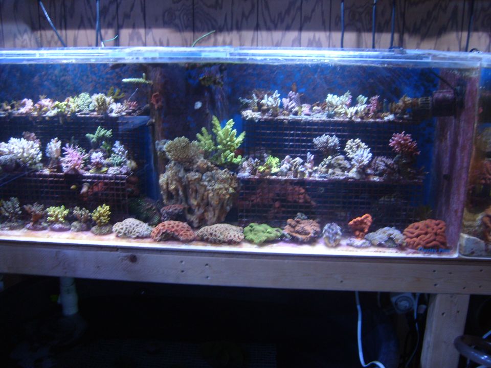 Large reef aquarium with corals on a wood-framed stand