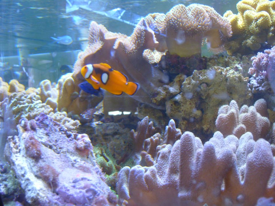 Clownfish swimming near an anemone in a reef tank