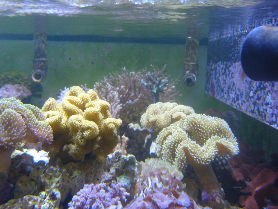 Aquarium interior with various corals and water filtration equipment visible