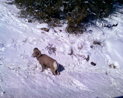 2006 Ford E350 - Bighorn sheep up in Big Sky.