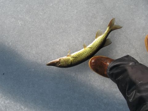 1996 Ford Bronco - A fish lies on the ice next to a person's boot.