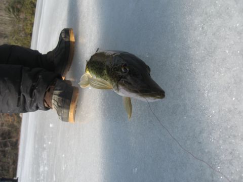 1996 Ford Bronco - A pike fish lies on ice next to a person's boots.