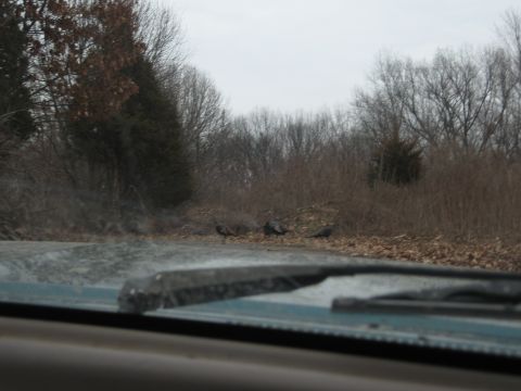 1996 Ford Bronco - Several wild turkeys are seen foraging by the side of a road, viewed from the perspective of a vehicle's interior.