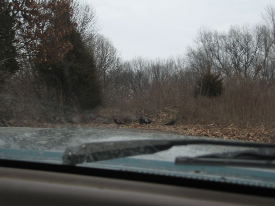 Wild turkeys on a roadside, viewed from inside a vehicle
