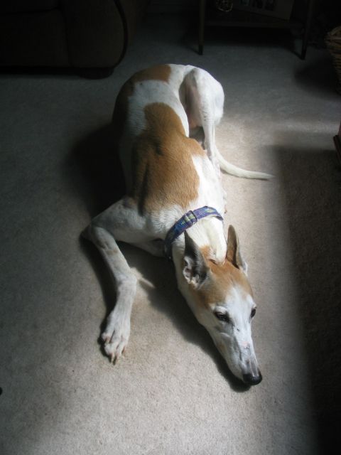 1981 Kawasaki Bayou - Dog resting on the floor.