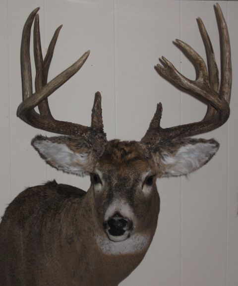 1980 Ford Bronco - A mounted deer head with impressive antlers is displayed against a plain wall.