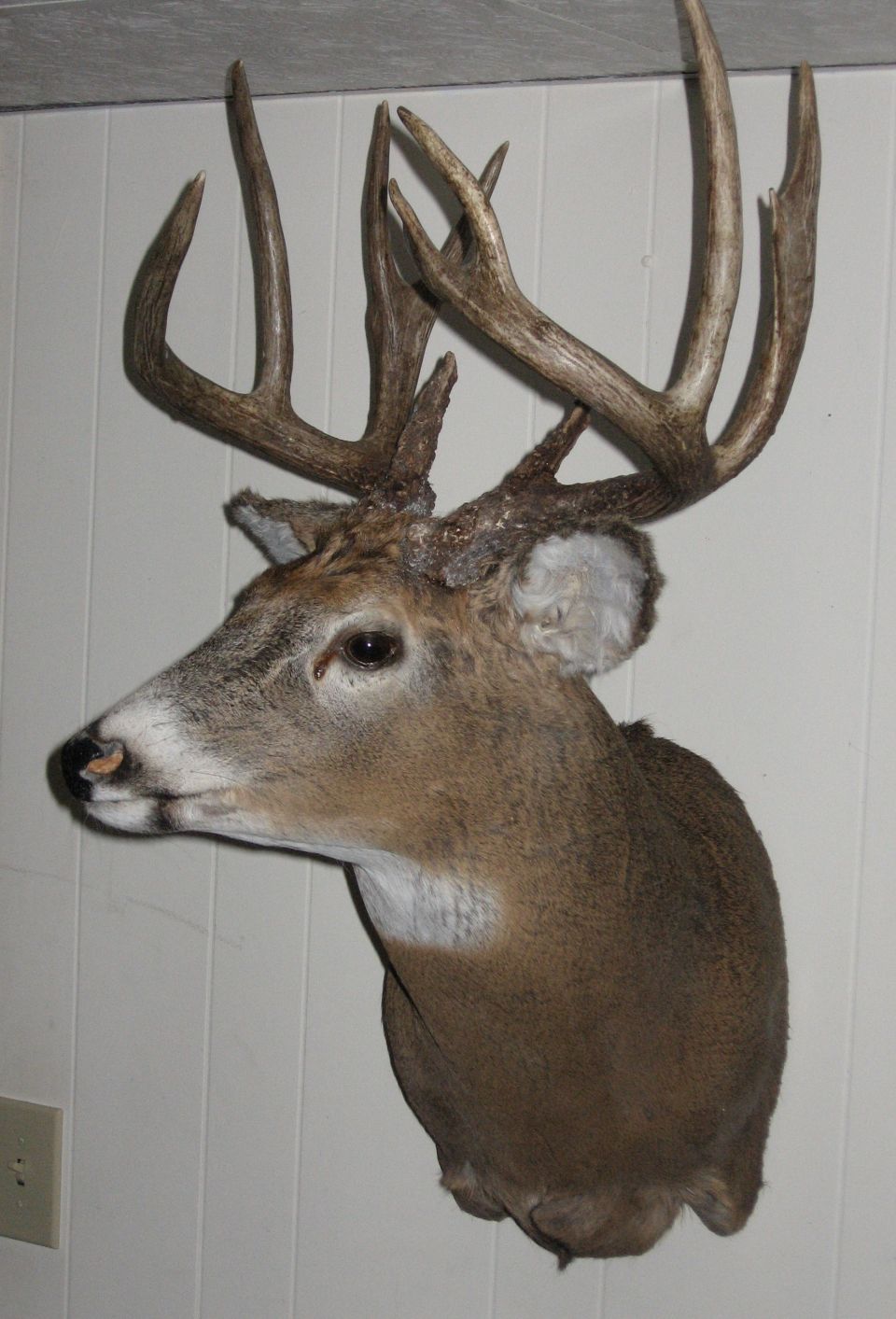 My Brother, the taxidermist, is looking for one pic to grab for his business cards.
