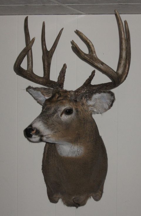 1980 Ford Bronco - A taxidermied deer head with prominent antlers is displayed against a paneled wall.