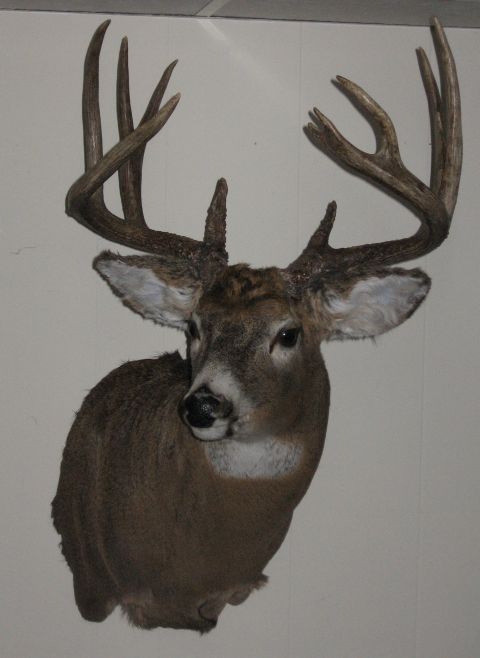 1980 Ford Bronco - If you happen to have a deer to mount in S. WI, look him up. Pope Taxidermy in Fort Atkinson.