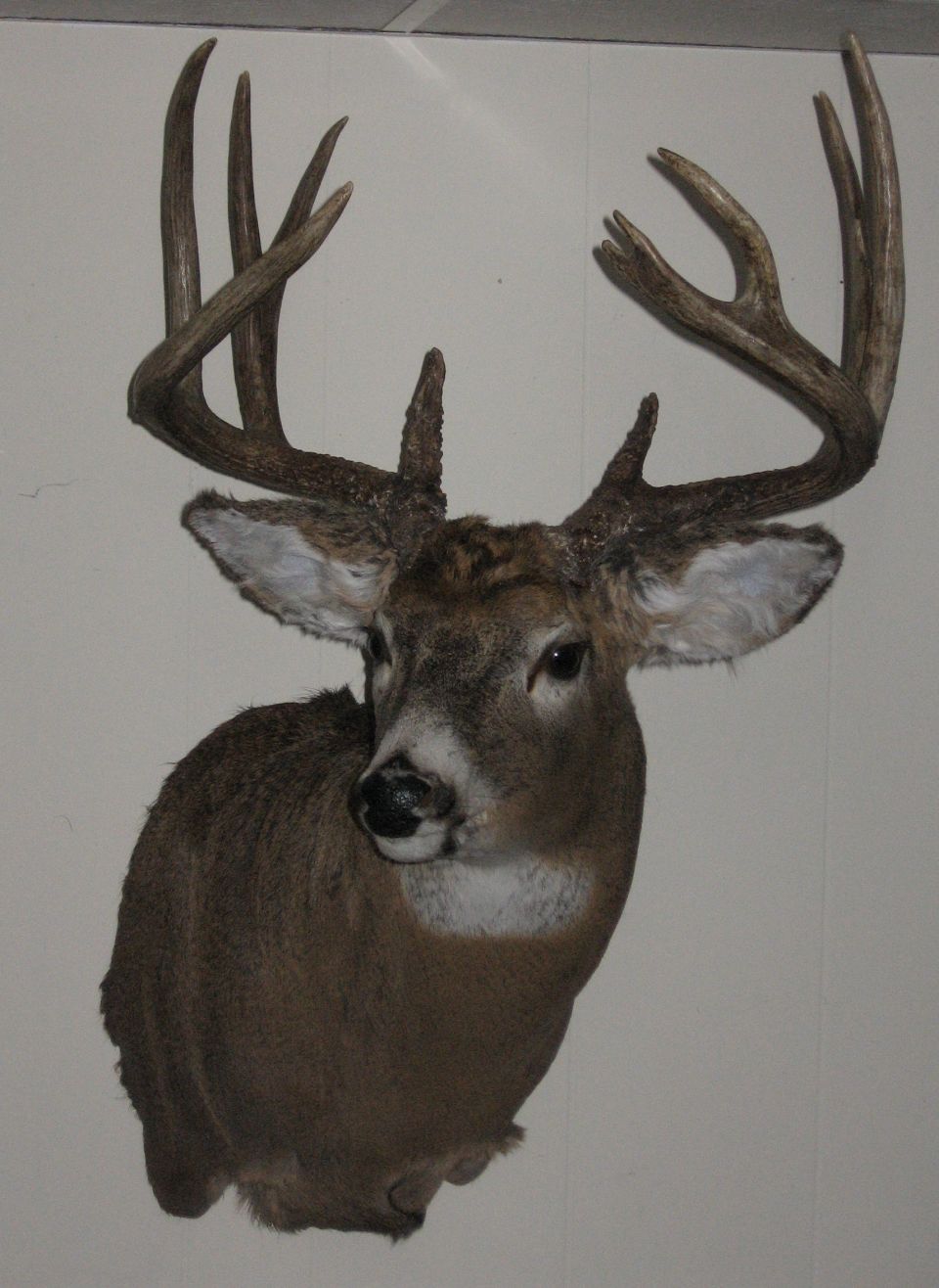 If you happen to have a deer to mount in S. WI, look him up.  Pope Taxidermy in Fort Atkinson.